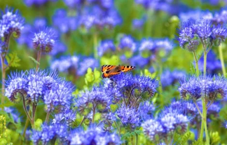 Продам семена люцерны, семена эспарцета