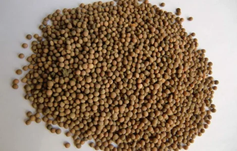 Продаем Семена Яровой Посевной Вики. Сорт яровой вики Белоцерковская