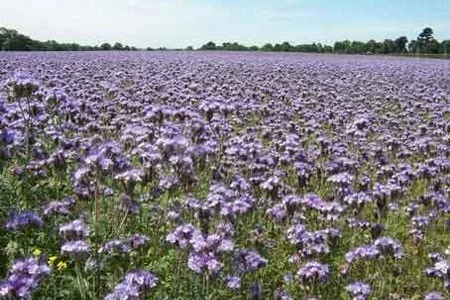 Продам насіння фацелії