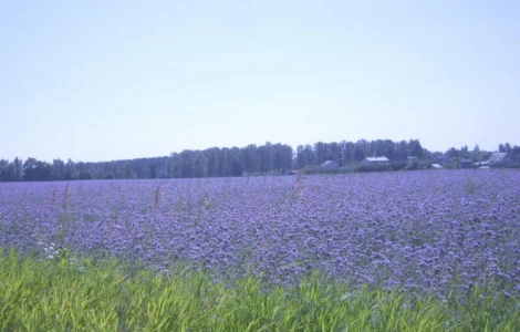 Продам семена Фацелии