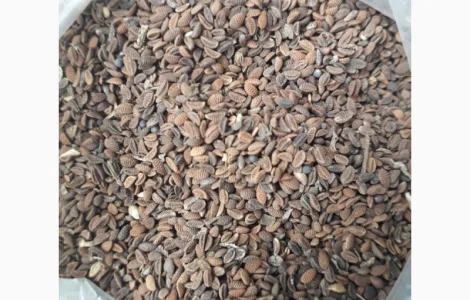 Закупаем Фацелию, дорого, самовывоз. Любые объёмы