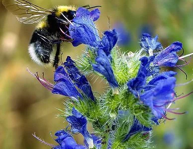 Продам семена медоноса СИНЯК