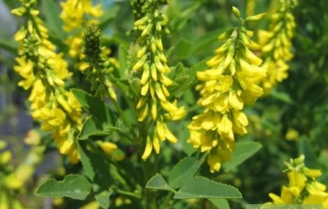 Продам семена ДОННИК ОДНОЛЕТНИЙ