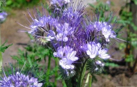 Продам Фацелию и другие медоносы