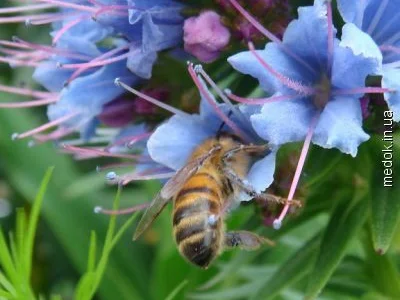 Продам СЕМЕНА МЕДОНОСОВ СИНЯК ( ЦАРЬ МЕДОНОСОВ, фацелию, донник и другие медоносы