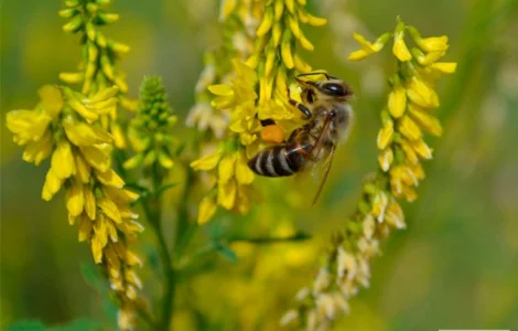 Продам семена медоносов фацелия, донник, мордовник, котовник и др