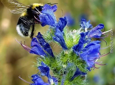 Продам ЭХИНАЦЕЮ, МЕЛИССУ, СИНЯК, КОТОВНИК, мордовник, фацелия и другие медоносы