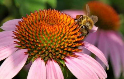 Продам семена СИНЯК, фацелия, донник, мелисса, эхинацея, котовник, козлятник и др медоносы