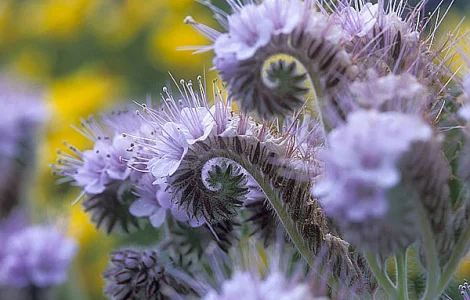 Продам семена Фацелии по хорошей цене