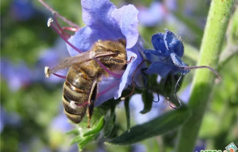 Продаж семян медоносів: Синяк та інші