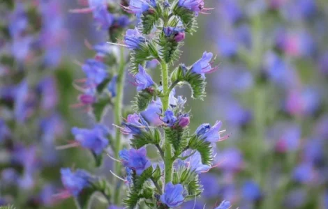 Продам семена медоносов фацелия, донник, синяк