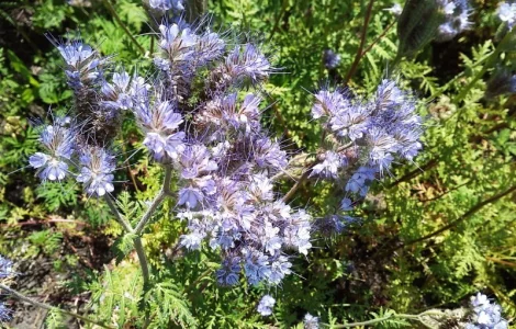 Фацелия семена