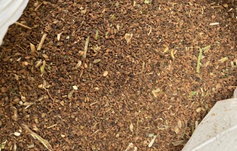 Куплю семена Фацелии по Украине очень дорого