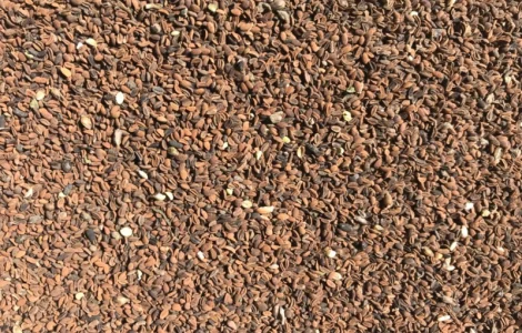 Продам Фацелию