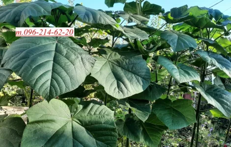 Саженцы Павловнии войлочной