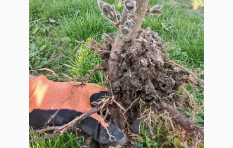 Продам корені Павловнії