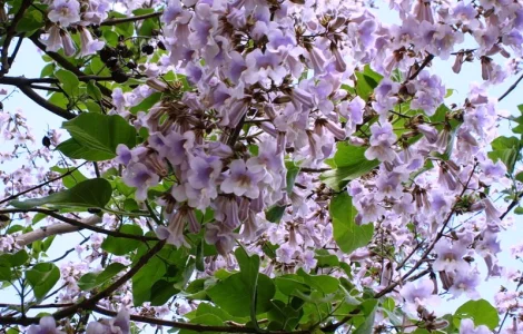 Павловния или адамово дерево