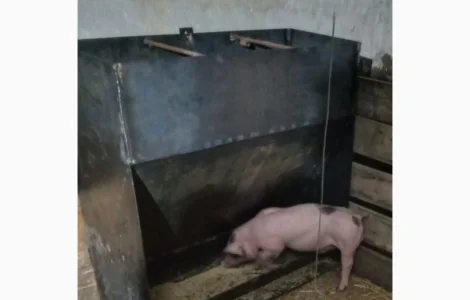 Кормушка бункер для свиней
