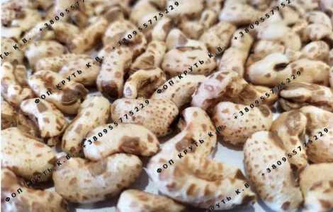 Пшениця Хорасан повітряна дута висаджена (Камут)