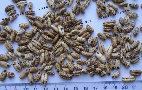 Повітряний ячмінь висаджений 1кг Puffed barley