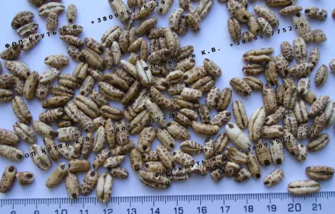 Повітряний ячмінь висаджений 1кг Puffed barley