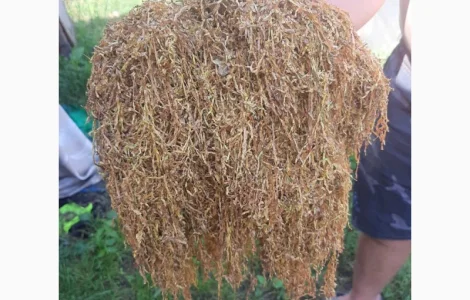 350 грн. 1 кг. Вірджинія середня міцність