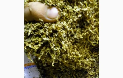 Много сортов сигаретная порезка и лапша, кемел, Честер, Давидов, парламент, голд, руно