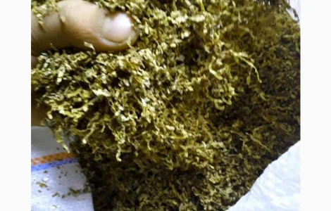 Вирджиния голд, Золотое руно, МАЛЬБОРО, ВИНСТОН для сигарет 1 кг