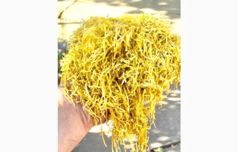 Импортные табаки для сигарет 1 кг ! Вирджиния Голд / Marlboro / Kentucky / Золотое руно / Winston / Kapitan