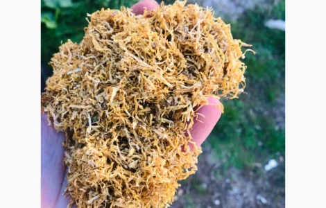 Продам Вирджиния, Берлей по хорошей цене