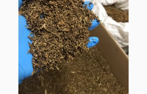 Сорт табака Тернопольский Берли Вирджиния