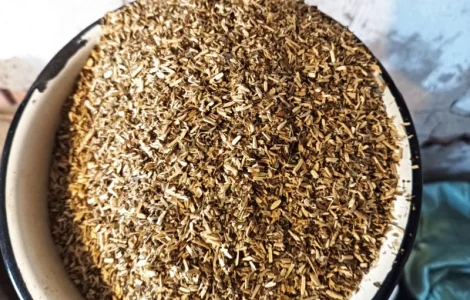 Куплю корінь з махорки, бадиль