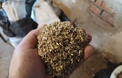 Куплю корінь з махорки, бадиль самосаду