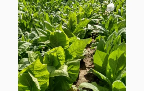 Насіння тютюну більш ніж 150 сортів