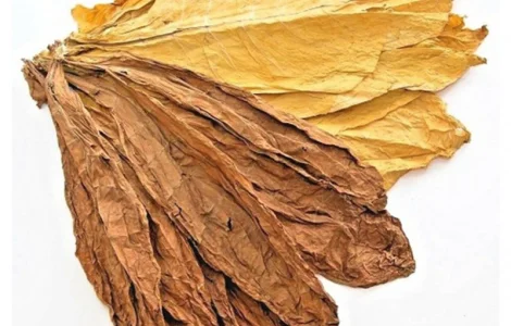 Тютюн в листе. Берли, Вирджиния, Ориентал