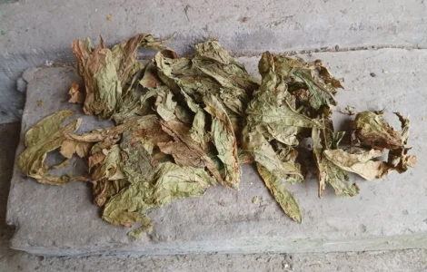 Зелений нестиглий лист з тютюну відходи табака куплю 230 грн за кг