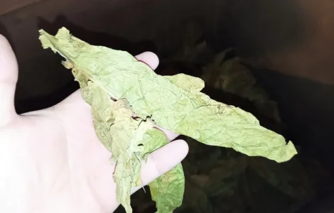 Табачний лист куплю 230 грн за кг некондицію