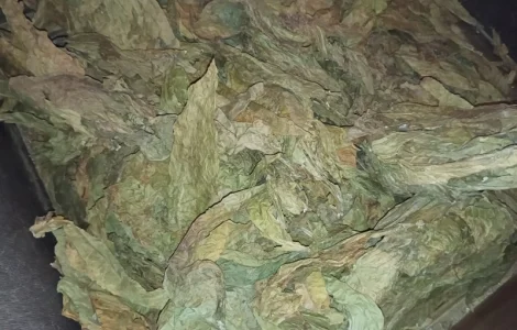 Табачний лист куплю відходи з листа такі як на фотках