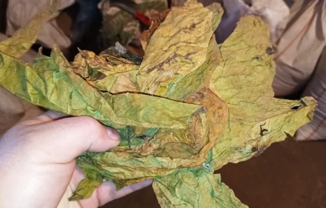 Куплю сировину листа відходи любих сортів тютюну некондиція нестиглий