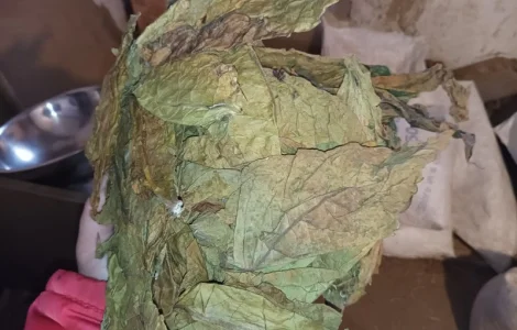 КУПЛЮ лист любих сортів тютюну такий некондиція нестиглий