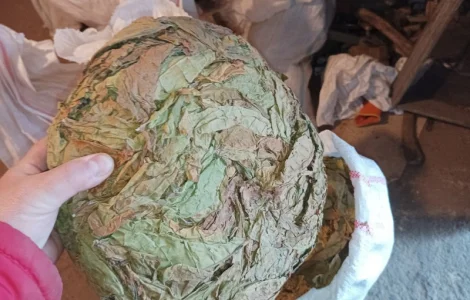 КУПЛЮ лист табака любих сортів такий як на фото некондицію ! рваний