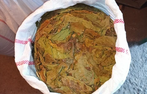 КУПЛЮ лист з тютюнів любих сортів такий як на фото некондицію