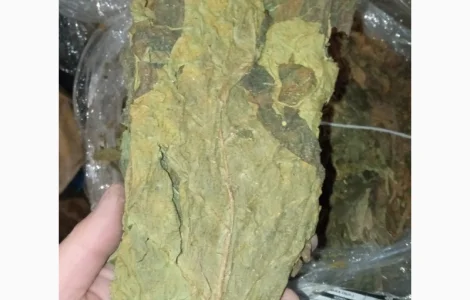 Листок з табака не доспівший зелений берлі