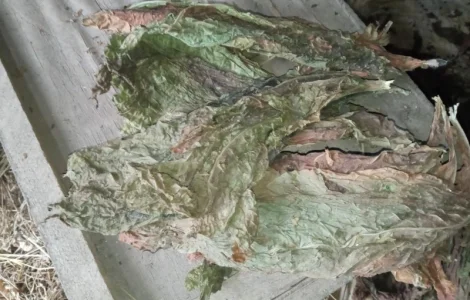 Куплю тютюновий лист зелений такий як на фото трьохцвєтка