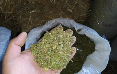 Куплю лист з табака некондиція з різних табаків 170 грн кг відходи з листа