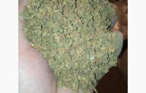 Куплю Табачні відходи любий сорт битий хлопями зеленими куплю