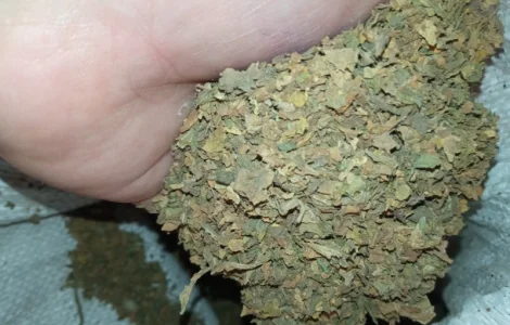 Куплю лист перебитий  на Д К У трьохцвєтку битий хлопями зеленими некондиція