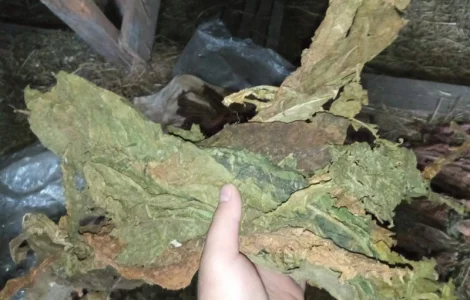 Закуплю лист табака некондицію битий перебитий як на фотках сухий зеленого кольору куплю