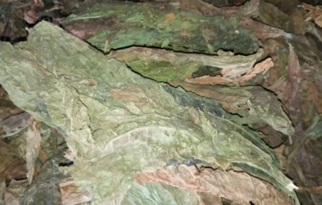 Табак такий як на фотках куплю лист зелений СУХИЙ як на фото некондиція