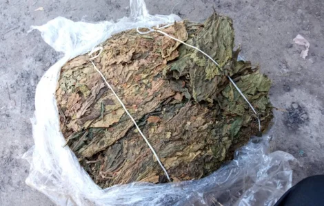 Куплю лист трьохцветка переважео зеленкуватий колір з табака Берлі